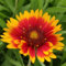 500 Pcs Sonnenauge Pflanze Im Topf Samen - Bienenweide Saatgut Mehrjährig, Geschenke Für Gartenfreunde (Heliopsis Helianthoides) Wildblumensamen, Hochbeet Samen Gartendeko Für Draußen,