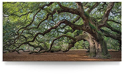 BilderKing Wandbild Baum Alte Eiche - 120cm x 60cm Leinwand auf Fertigrahmen + Aufhänger