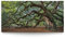 BilderKing Wandbild Baum Alte Eiche - 120cm x 60cm Leinwand auf Fertigrahmen + Aufhänger
