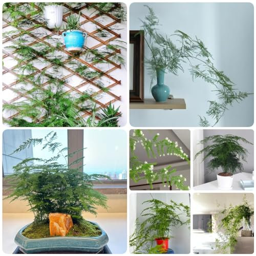 300 Pcs Asparagus Fern Samen - Bambus - Asparagus Setaceus - Pflanzen Züchten, Echte Pflanzen Für Drinnen Zierspargel Winterhart Samen, Herbst Dekoration, Winterharte Pflanzen