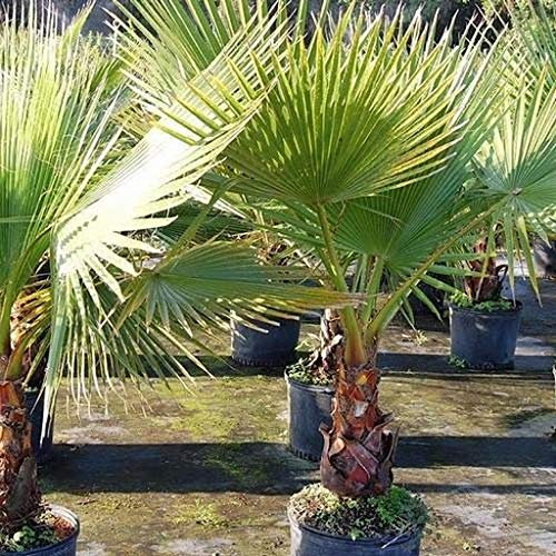 80 semi di palma messicana a ventaglio