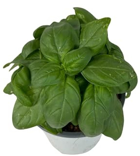 Albahaca Planta Viva en Maceta | Aromática Natural para Cocina, Huerto Urbano o Interior, Fresca Fácil de Cuidar y Lista para Usar
