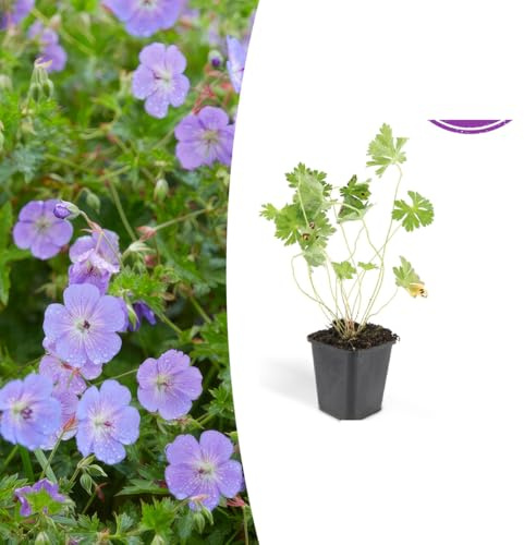 Geranio Rozanne | 48 pezzi - 10-25cm - Ø9cm - Pianta da giardino