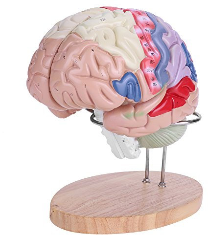 1: 2 Human Brain Model Disassembliert Medizinische Anatomisches Gehirn Modell Cerebral Cortex Nerven Lehr Lernwerkzeug 4 Teile Medizinische Verwendung