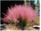 5 x Muhlenbergia capillaris im 1 Liter Topf (Ziergras/Gräser/Winterhart/Mehrjährig/Staude) Rosa Haargras - Rosa Wolken, die den Garten verzaubern - Blickfang - von Stauden Gänge