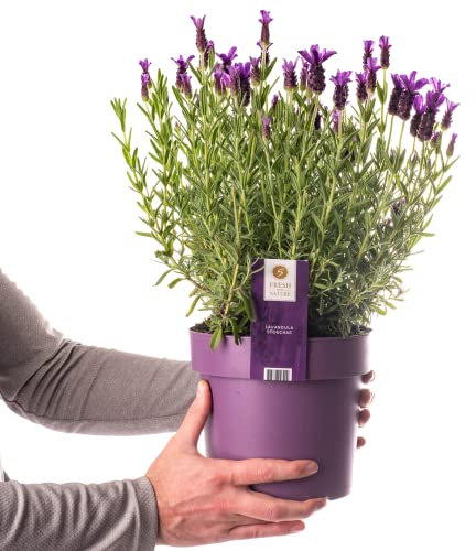 Lavender Plant Garden Ready Shrubs | Evergreen French Lavender Plants | Flowering Lavandula Stoechas Plant (3L Pot)