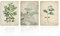 Dazzlewall Vintage Botanical Leinwand Bilder Green Wandbilder für Schlafzimmer Wohnzimmer Dekor 30X40 cm Ohne Rahmen 3er Set