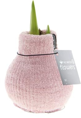 Bloomique - Amaryllis-Zwiebel in Wachs - gemütliches Rosa - Blumenzwiebel - keine Wasserblumen - Weihnachtsdekoration - Höhe 15-25 cm bei Lieferung - Wird bis zu 40-60 cm groß - 10 cm Durchmesser