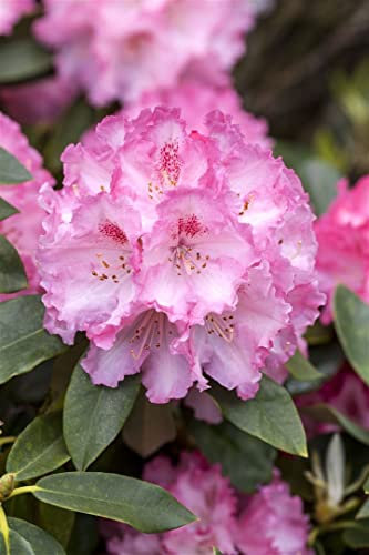 Rhododendron Hybr. 'Simona' 30-40 cm - Rhododendron, rosa Blüten, Blütezeit Mai-Juni, ideal für halbschattige Standorte, immergrün, winterhart