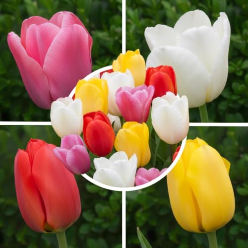 Tulpenzwiebeln Winterhart Mehrjährig 50 Stück - Farbmix Bunt | Sorte Budget Kollektion, große Blumenzwiebeln aus Holland, Frühblüher für große Pflanzflächen, Beet und Balkon