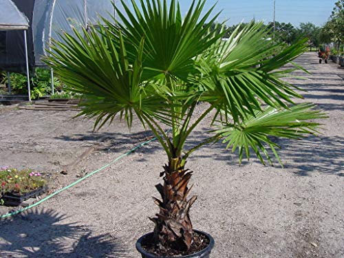 Portal Cool 50 Washingtonia Filifera Palme Samen, Seltene mexikanischen Fan-Hausgarten