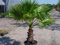 Portal Cool 50 Washingtonia Filifera Palme Samen, Seltene mexikanischen Fan-Hausgarten