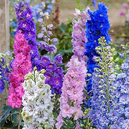 2000 Delphinium Magic Fountains, piante perenni giganti, colori misti, speronella, piantine da giardino