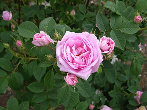 Portal Cool 3 talee di Queen Elizabeth Rosa Fragola Rose Make Your Own Piante