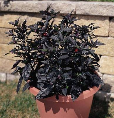 BLACK PEARL PEPERONCINO 20 semi pianta molto decorativa anche commestibili peperoncino