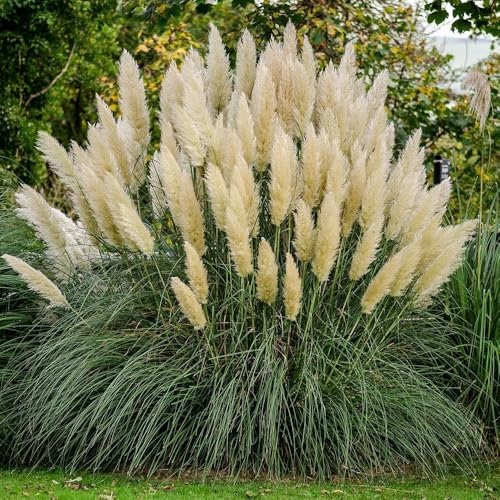 50 Cortaderia Pampas Grass White Feather Hardy Perennial 50 Fresh Seeds
