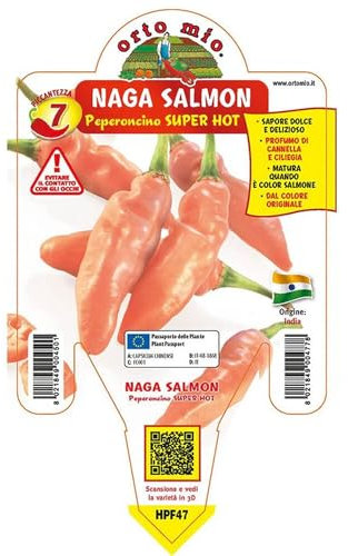 Pianta vera di Peperoncino piccante Naga Morich salmone - Diametro Vaso Ø 14 cm