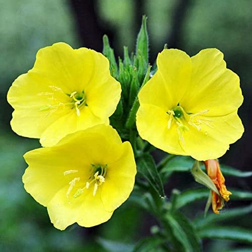 Haloppe 300 Stück Nachtkerze Blumen Pflanzen Samen für Hausgarten Pflanzen, Pflanze Balkon Garten Bonsai Blume Büro Dekor Gelb