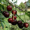 30 pcs Kirschbaum Samen, Obst Samen sapote frucht, winterharte kübelpflanzen Kirschbaum Kaufen Samen obstbäume kaufen geschenke für gartenliebhaber obst samen gartendeko für draußen