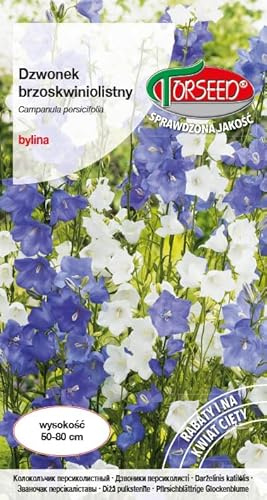 Verdica Graines de campanule à feuilles de pêche Campanula persicifolia – Fleurs multicolores, vivaces faciles à entretenir, idéales pour les fleurs coupées et les parterres, amoureux du soleil