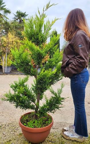 POWERS TO FLOWERS - CUPRESSOCYPARIS LEYLANDII GOLD RIDER BONSAI, CIPRESSO, CONIFERA, vaso 40cm, piante vere