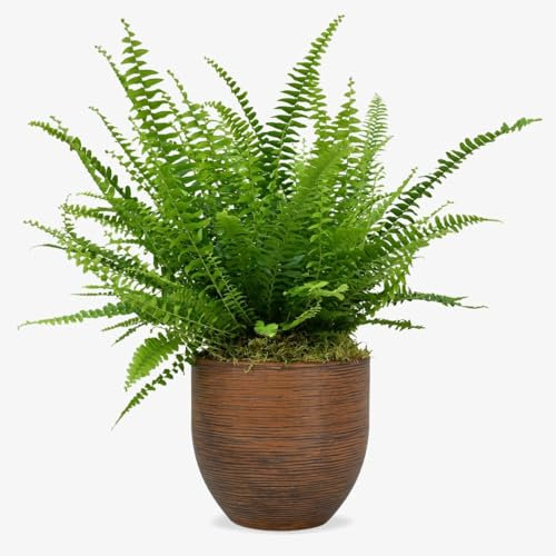 Boston Fern (Nephrolepis exaltata) – Lush Air-Purifying Houseplant | Approximately 30–40cm Tall | Indoor & Outdoor Fern