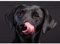 Domybest Labrador Schwarz 5D DIY Diamond Painting Hund Komplett Handwerk Handwerk Diamant 5D DIY Kreuzstich Diamant Komplett für Dekoration Geschenk 40 x 30 cm