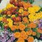 Semillas de flores de caléndula 100 piezas mezcladas