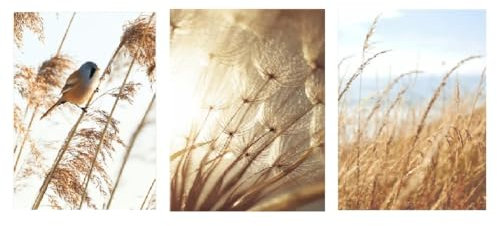 SHUYINGHENGXIE Nordic Wall Art Leinwand Malerei Herbst Landschaft Bild Pflanzen Reed Vogel Heu Poster Wohnzimmer Home Dekoration Kein Rahmen-30x40cmX3