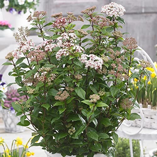 Viburnum Spirit | Garden Ready Shrub | Evergreen Outdoor Garden Plants | White Scented Flowering Plant in Pot (20-30cm Incl. Pot)