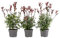 Dehner Purpur-Glanzmispel Red Robin, für 1 Meter Hecke, 40-60 cm, 3 x 5 l Topf, Heckenpflanze