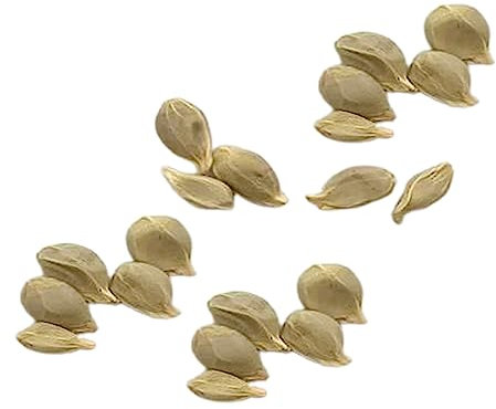 Generic Semillas de limonero, 20 unids/bolsa semillas de limonero nutritivas fáciles de plantar plántulas de plantas perennes de alta germinación para jardín Semillas de limonero