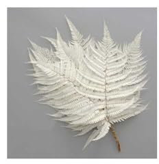 Pandecor Mazzo x 10 Foglie Felce Cuoio Leather Fern Stabilizzate Colore Bianco 40/50cm