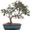 Bonsai - Ilex meservae, Stechpalme 216/58
