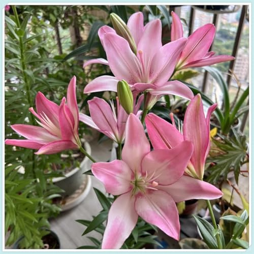 Lilien Rhizome Lilium - Mehrjährig Winterhart für Terrassenzucht & Gartendekorative Highlights-10lilien knolle-E