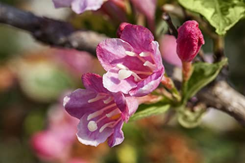Weigela 'Styriaca' 40-60 cm - Weigelie, rosa Blüten, Blütezeit Mai-Juni, ideal für Hecken und Rabatten, bienenfreundlich, pflegeleicht