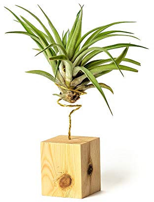 PLANDAIRE Piante Tillandsia Vera Sospesa Velutina con Supporto - Piante Aeree Vive - Pianta Figlia del Vento Pianta Vera da Interno - Air Plant - Piante da Casa Piante d'Aria (Legno di Pino)