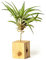 PLANDAIRE Piante Tillandsia Vera Sospesa Velutina con Supporto - Piante Aeree Vive - Pianta Figlia del Vento Pianta Vera da Interno - Air Plant - Piante da Casa Piante d'Aria (Legno di Pino)