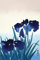Ohara Koson - Iris Flowers - Poster Plakat Druck - Größe 61x91,5 cm