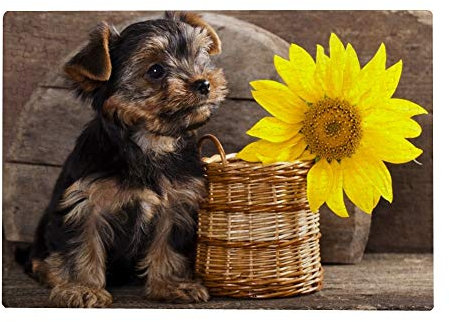 500 Teile Puzzle für Erwachsene – Yorkshire Terrier Welpe Hund Sonnenblume