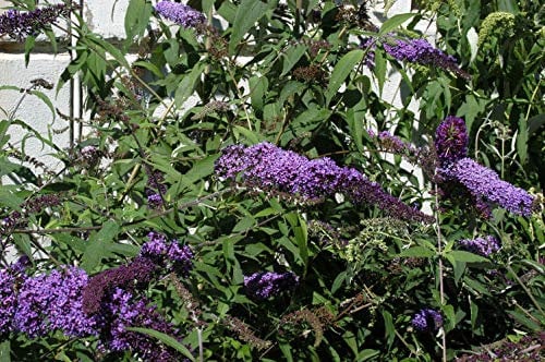 Buddleja davidii 'Ile de France' Sommerflieder im Topf gewachsen 60-100cm