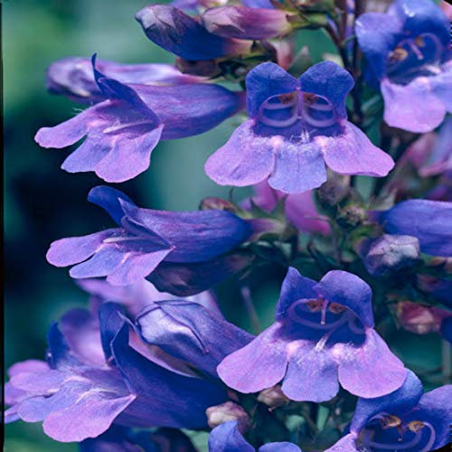 Penstemon 'Heavenly Blue' x 3 Perennial Plug Plants