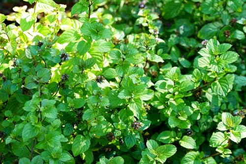 Grüne Minze - Mentha spicata - 1000 Samen