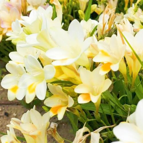 FKGNQS Bulbos De Fresia - Planta Fuerte, Exóticas, 8 Bulbos Para Flores Cortadas O Macetas