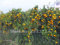 30 PC Essbare Orange Tree Samen, Kuchen und Kumquat Obst Mandarin Bonsai-Baum, No-Gmo China Klettern Orange Tree Bonsai So Delicious 2