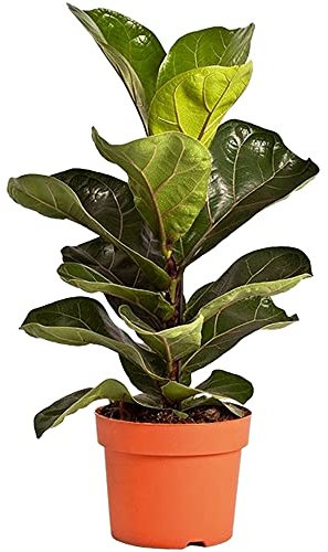 Ficus lyrata Bambino Pianta da Interno per Casa o Ufficio (30-40 cm)