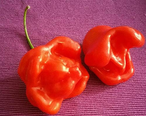 Stk - 30x UFO Untertassen Chili Bishops Bischofs Krone Pflanzen - Samen A25 - Seeds & Plants Shop by Ipsa