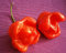Stk - 30x UFO Untertassen Chili Bishops Bischofs Krone Pflanzen - Samen A25 - Seeds & Plants Shop by Ipsa