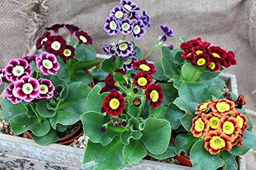 2 x 1 Litre Pots Plants of Primula Auricula Eye Mountain Cowslip - Mixed Flowering -2 x 1 Litre Pots Plants