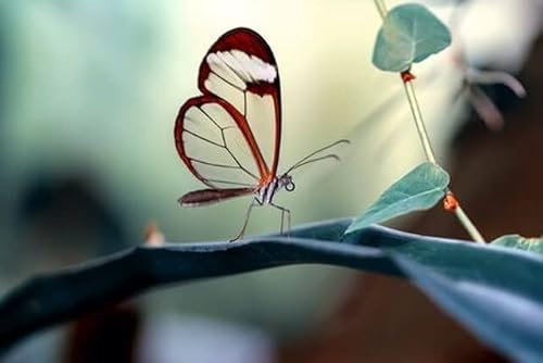 adrium Acryl-Bild 60 x 40 cm: Glasswing Schmetterling (Greta oto) in einem Sommergarten (133728343)